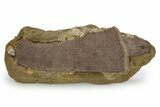 Fossil Soft-Shelled Turtle Costal Scute in Sandstone - Wyoming #356939-1